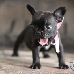 French Bulldog puppies from Frenchie Nation LLC