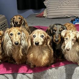 Dachshund All Grown Up from Kenmar Hounds