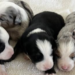 Miniature Australian Shepherds from 7 Bar G Ranch Toy/ Mini Aussies