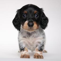 Pippa - Piebald female Dachshund puppy in Red Bud, Illinois from Midwest Miniature Dachshunds