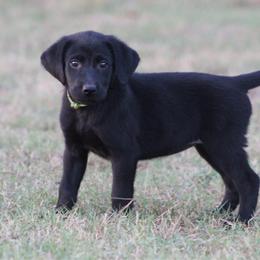 Girl 1st pick Green - Black female Labrador Retriever puppy in Four Oaks, North Carolina from TLC Retrievers