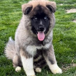 Beowulf - Agouti and white male Siberian Husky puppy in London, Ohio from Rose Trail Siberian’s