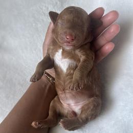 Ginger Pop - Red  female Poodle puppy in Saint Cloud, Florida from Doodle & Poodle Valley