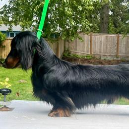 Blooper - Dachshund