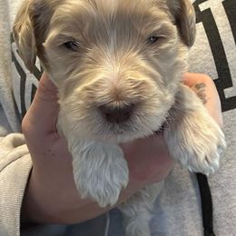 Goldendoodle Puppies from Double J’s Doodles