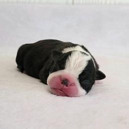 Boston Terrier Puppies from White Valley Boston Terriers