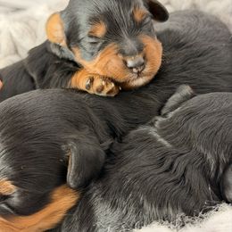 Baby boy-1 - Black and tan male Havapoo puppy in Spokane, Washington from Havaluv Puppies