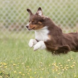 Miniature American Shepherds from Taylor Hayes's Miniature American Shepherds