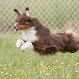 Miniature American Shepherds from Taylor Hayes's Miniature American Shepherds