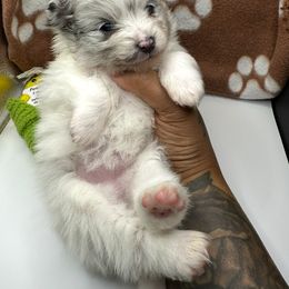 Pomeranian Puppies from Precious Paws by Jai