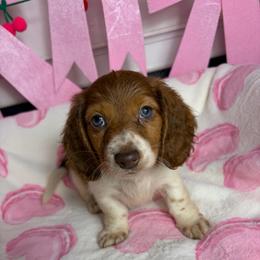 Becky - Piebald female Dachshund puppy in Lake City, Florida from My Ditzy Doxies of Florida