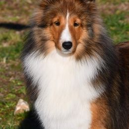 Shetland Sheepdog All Grown Up from Odyssey Shetland Sheepdogs