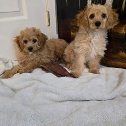 Cuddles - Apricot male Cavapoo puppy in Washington from Mt.BakerPoodles&Doodles