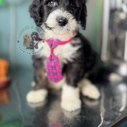 Elf - Black and white male Sheepadoodle puppy in Marion, Ohio from Doodles & Doxies