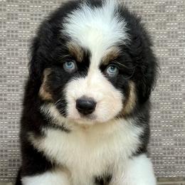 Girl 3 - Black tri-color Australian Shepherd puppy in Mountain Home, Arkansas from Flyin’ J5 Farms