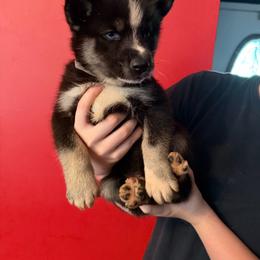Winona - Black and white female Siberian Husky puppy in West Paducah, Kentucky from White Wolf LLC