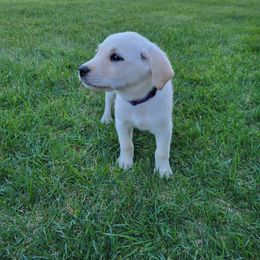 Labrador Retriever Puppies from Richard Hursh's Labrador Retrievers
