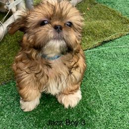 White boy 2' - Black and tan male Shih Tzu puppy in Zeigler, Illinois from Dandy Little  Shih Tzu, Shih Poo's and Toy Poodles