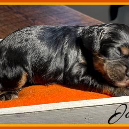 Cavalier King Charles Spaniel and Cocker Spaniel Puppies from Enchanted Spaniels