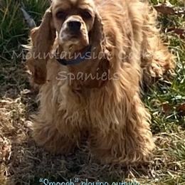 Smoosh - Cocker Spaniel