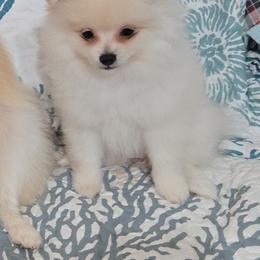 AKC light pink collar girl - Cream female Pomeranian puppy in Lake City, Florida from Tiny Treasures