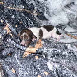 James - Red male Dachshund puppy in La Junta, Colorado from Royal King’s Mini Dachshunds