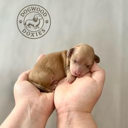 Kiwi - Cream male Dachshund puppy in Monroe, North Carolina from Dogwood Doxies