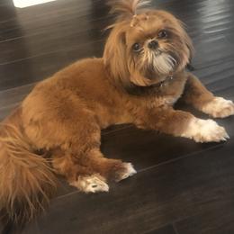 Shih Tzu All Grown Up from AKC Shih Tzu of California