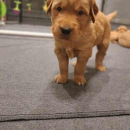 Boy 5 - Orange - Dark golden male Golden Retriever puppy in North Logan, Utah from Twin Canyon Retrievers