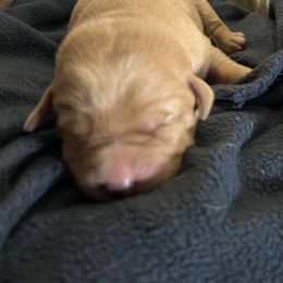 Emerson - Yellow male Labrador Retriever puppy in Alcester, South Dakota from Theresa Rhodes