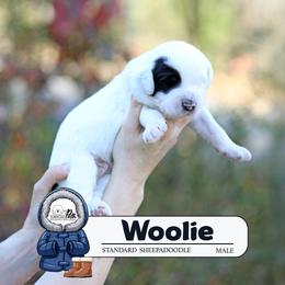 Woolie - Black and white male Sheepadoodle puppy in Cleveland, Tennessee from Narrow Path Old English & Sheepadoodles