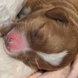 Fern - Red  female Goldendoodle puppy in Knoxville, Tennessee from Graystone Doodles