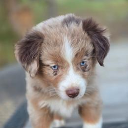 Burke - Red merle female Miniature Australian Shepherd puppy in Paris, Texas from Blue Envy Mini Aussies