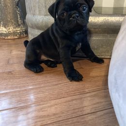 Boy 1 - Black male Pug puppy in Barry, Illinois from Tina’s Pugs