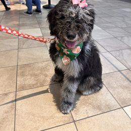 Bernedoodle and Goldendoodle Puppies from A.N.A. Doodles