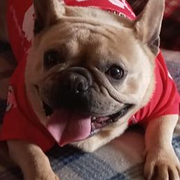 Bulldogs and French Bulldogs from Diamond Edge Bulldogs