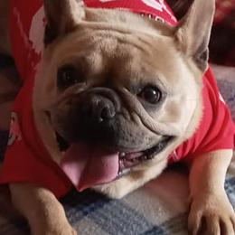 Bulldogs and French Bulldogs from Diamond Edge Bulldogs