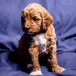 Goldendoodles from Amber’s Goldendoodles