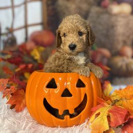 Cider, Green Collar - Red  male Goldendoodle puppy in Lake Panasoffkee, Florida from Donnas Deluxe Doodles LLC