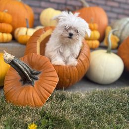 Maltese Puppies from Kallos kennels