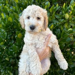 Benedict - Cream male Goldendoodle puppy in Atascadero, California from Daring to Dream Doodles