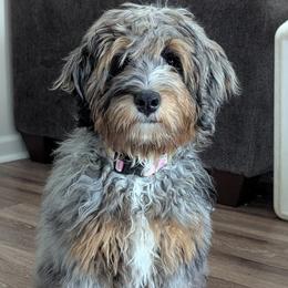Ember - Bernedoodle