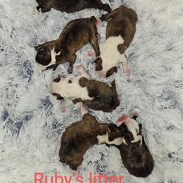 Boston Terrier Puppies from Tellier's AKC Boston Terriers Missouri