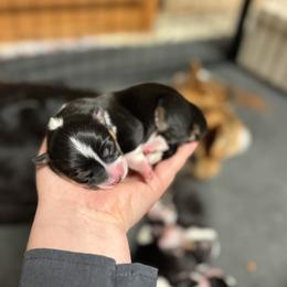 Marigold - Black and tan female Pembroke Welsh Corgi puppy in Algona, Iowa from LTT Corgis