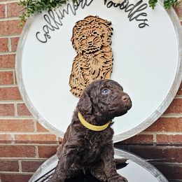 Hobbs - Chocolate male Goldendoodle puppy in Trinity, North Carolina from Gallimore Doodles