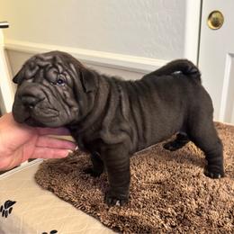 Puppy 5 - Black sable male Chinese Shar-Pei puppy in Cave Creek, Arizona from Center Stage Shar-pei