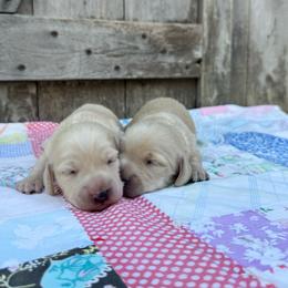 Honey - Cream female Dachshund puppy in Squires, Missouri from Hudson’s Hounds
