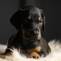 Atlas - Black and rust male Doberman Pinscher puppy in Overton, Texas from Obsidian Kennel