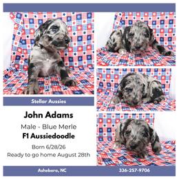 John Adams - Blue merle male Aussiedoodle puppy in Asheboro, North Carolina from Stellar Aussies