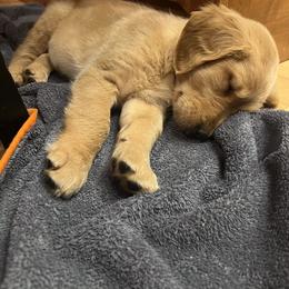 Dachshund and Golden Retriever Puppies from HS Goldens